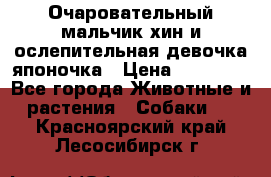 Очаровательный мальчик хин и ослепительная девочка японочка › Цена ­ 16 000 - Все города Животные и растения » Собаки   . Красноярский край,Лесосибирск г.